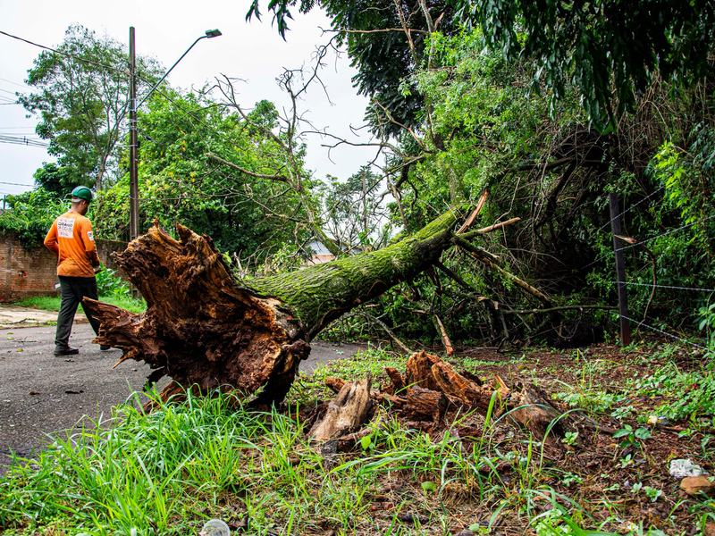 Davenport Tree Removal Permits and City Rules, tree removal in Davenport, IA