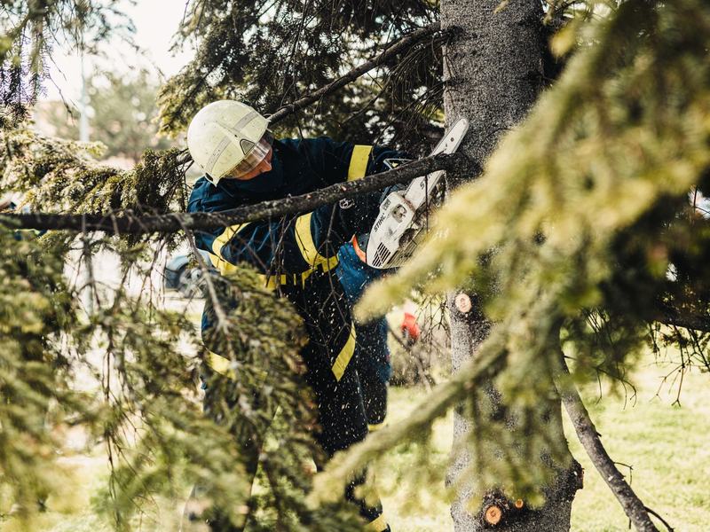 Best Time for Tree Removal in Davenport, Iowa, tree removal in Davenport, IA